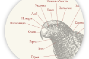 Схема попугая