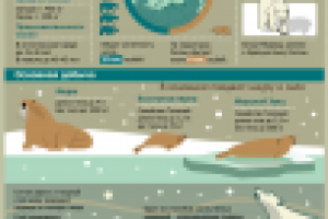 Инфографика Белый медведь