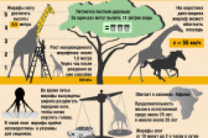 Инфографика "Жираф"