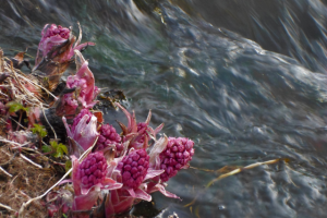 Белокопытник у ручья