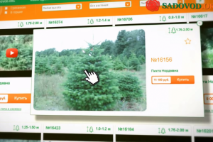 Живые новогодние елки по видео