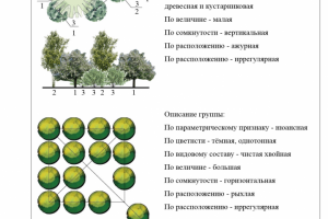 Виды древесно-кустарниковых групп