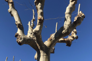 Ствол дерева зимой на фоне голубого неба