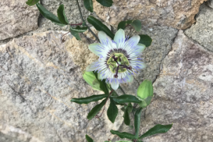 Пассифлора на фоне камня