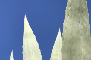 Весна на морском побережье