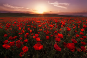 Красные маки