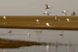 Гуси-лебеди 2