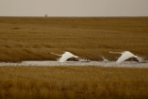 Гуси-лебеди