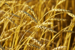 Пшеница