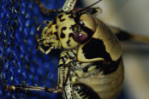 Букашки-таракашки =)