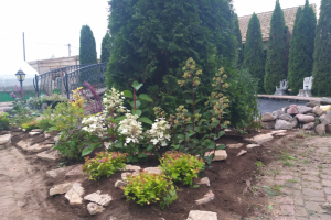 Посадка растений