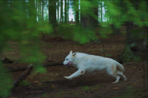 Цветокоррекция / грейдинг (Color Grading Reel 2021)