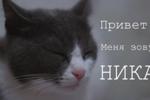 Ролик про кошку по кличке Ника