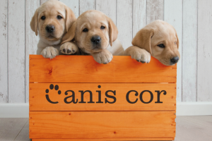 Работа 4111213