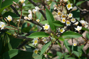 Съемка природы