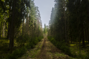 Лесной пейзаж