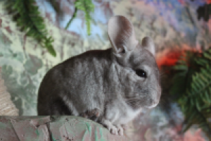 Работа 2202797