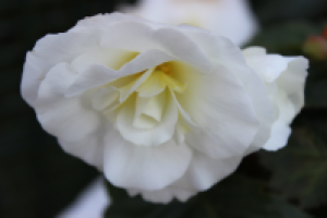 Работа 2202796