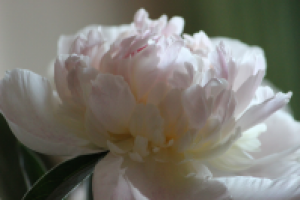 Работа 2202781