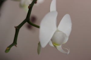 Работа 2202780