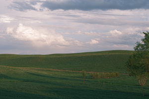 Холмы и дерево