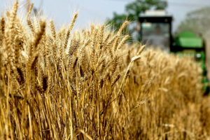 Кого кормит Кубань?