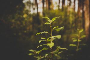 Работа 3151560