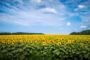 Работа 3151579