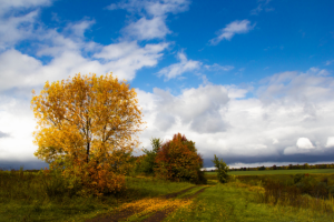 Работа 3151569