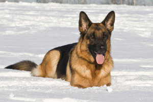 Грозный таможенный пес и его «дочка»