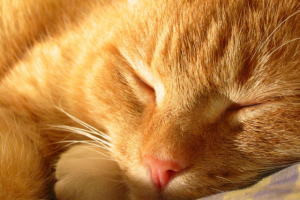 Верный кот Хатико