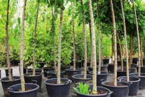 КАК ПРАВИЛЬНО ПОСАДИТЬ РАСТЕНИЯ С ОТКРЫТОЙ КОРНЕВОЙ СИСТЕМОЙ ОСЕ