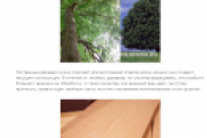 ПИЛОМАТЕРИАЛЫ ИЗ БУКА