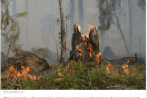 Край в огне: сколько гектаров леса горит на самом деле?