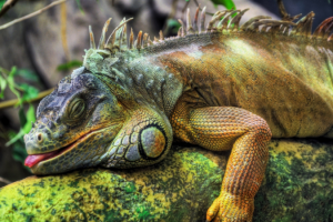 Необычные животные, которые можно завести у себя дома