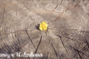 Окольцованный временем