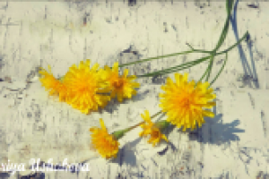 Золотарник