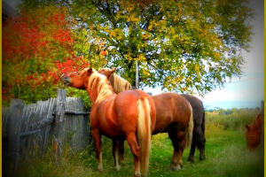 Обработка фото