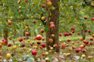 Осенний мотив