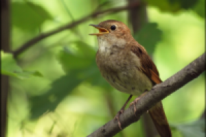 Загадки детям