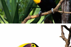 Удаление фона.