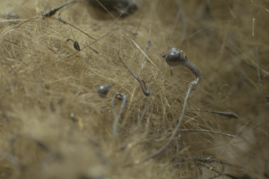 Съёмка геологических образцов