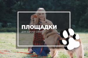 Общественный проект ВЫГУЛ СОБАК