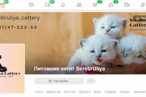 Оформление OK(Одноклассники) для SerebrUliya Cattery