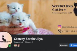 Оформление Facebook для SerebrUliya Cattery