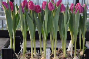 Выгонка тюльпанов зимой