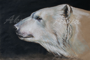 Белый медведь