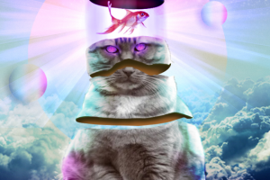 О чём думают коты?