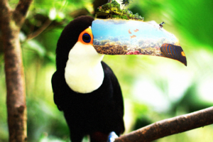 Пляженосный Тукан