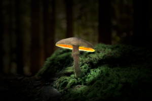 Светогриб обыкновенный